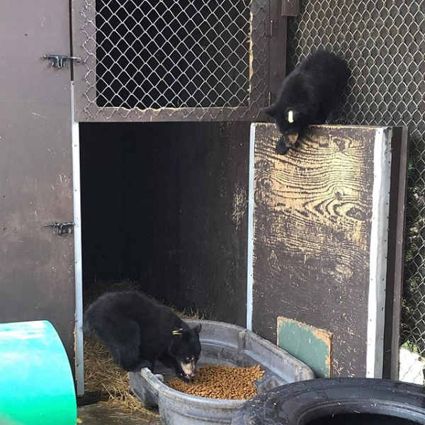 Critter Care bear cubs