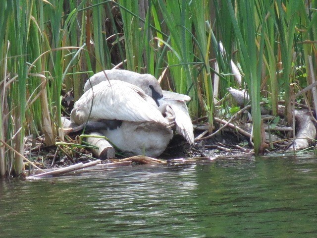 injured swan