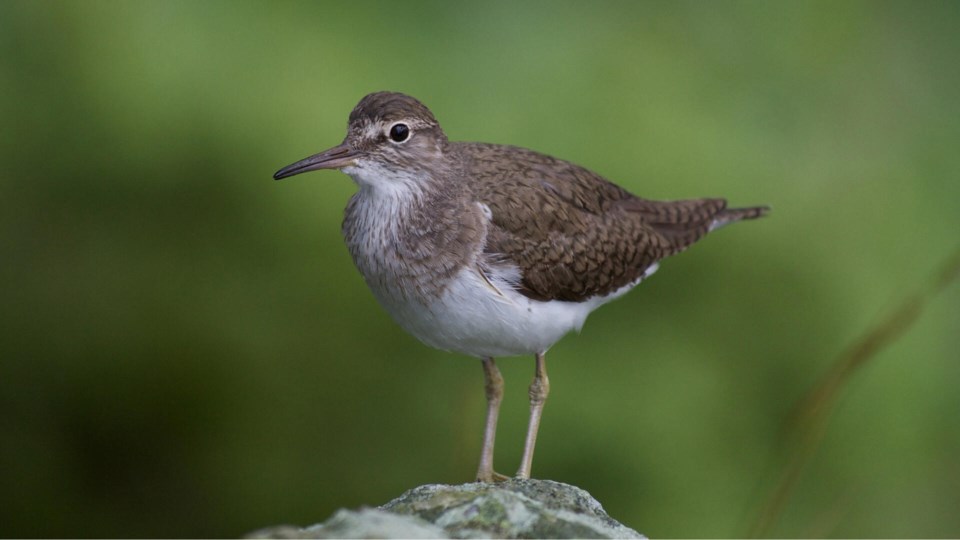 sandpiper