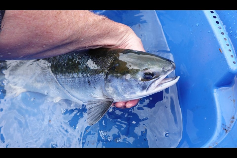 Only the second sockeye salmon found this year in the Coquitlam River is a sign that the species has a long way to go in the river — and the future plans for the Coquitlam Dam complicate those efforts.