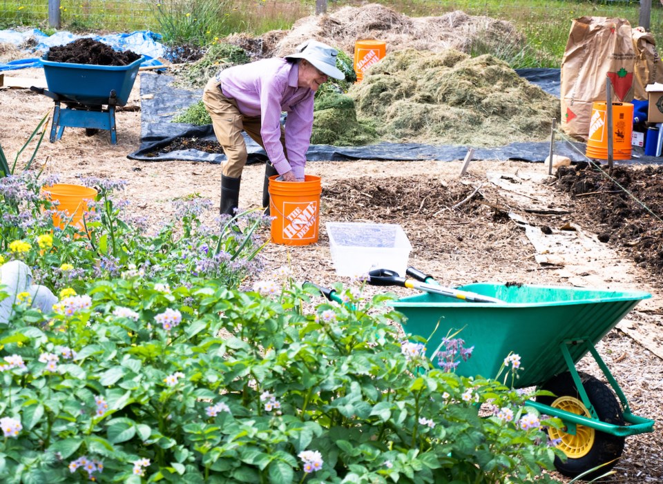 Getting into no-till gardening: lasagna beds_3