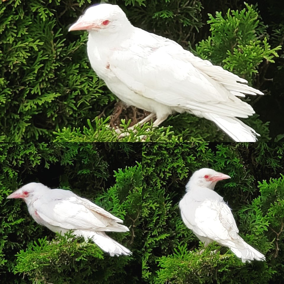 albino crow NV resident pic