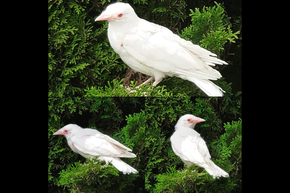 Rare albino crow rescued in North Vancouver - North Shore News