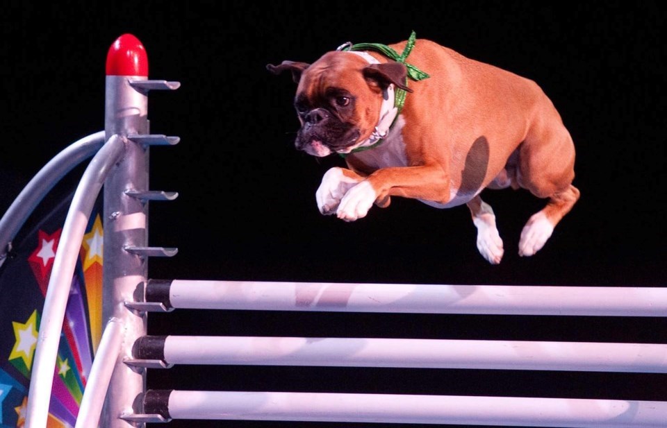 Yes, you will see SuperDogs at the 2020 PNE Fair 'Drive-Thru'