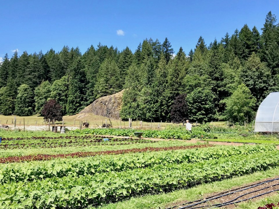 Rows of food growing on a farm