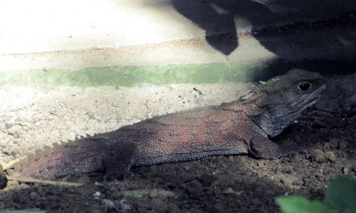 tuatara