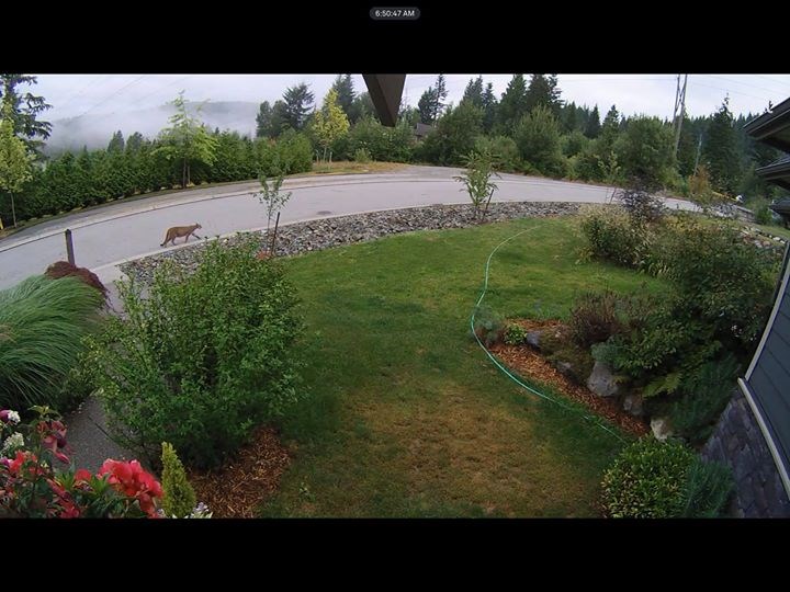 A cougar saunters down an road in Anmore on Saturday morning