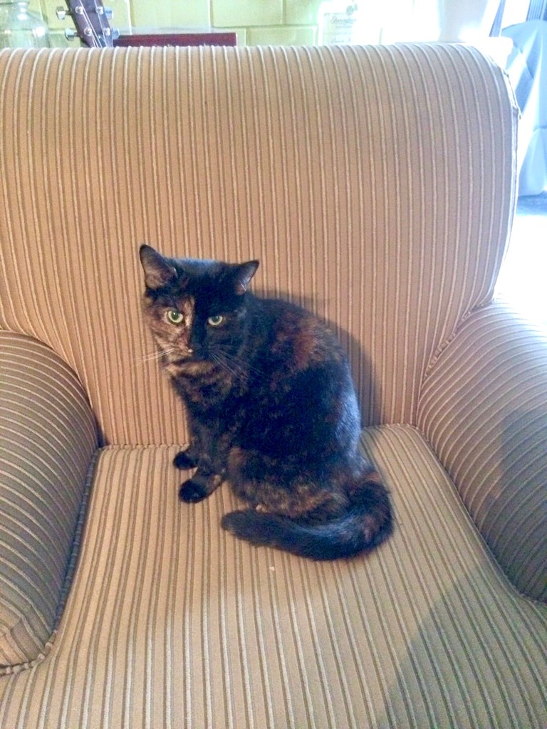A cat sitting on a cushion
