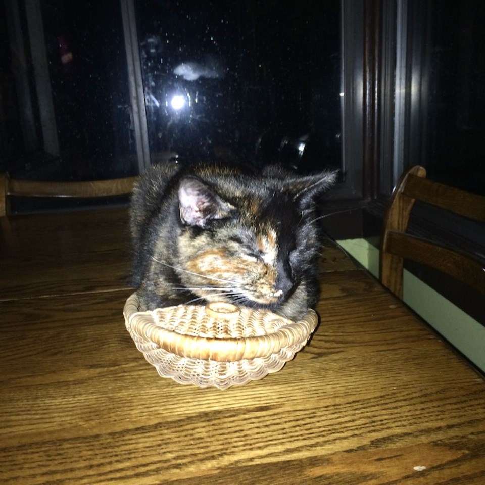 Cleo in a basket