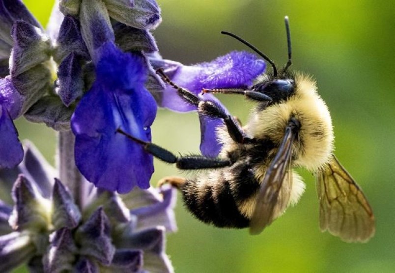 A bee gathers pollen from a flower in a Montreal park on Tuesday, July 30, 2019. The competition ent