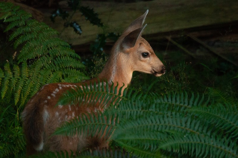 A fawn in the ferns