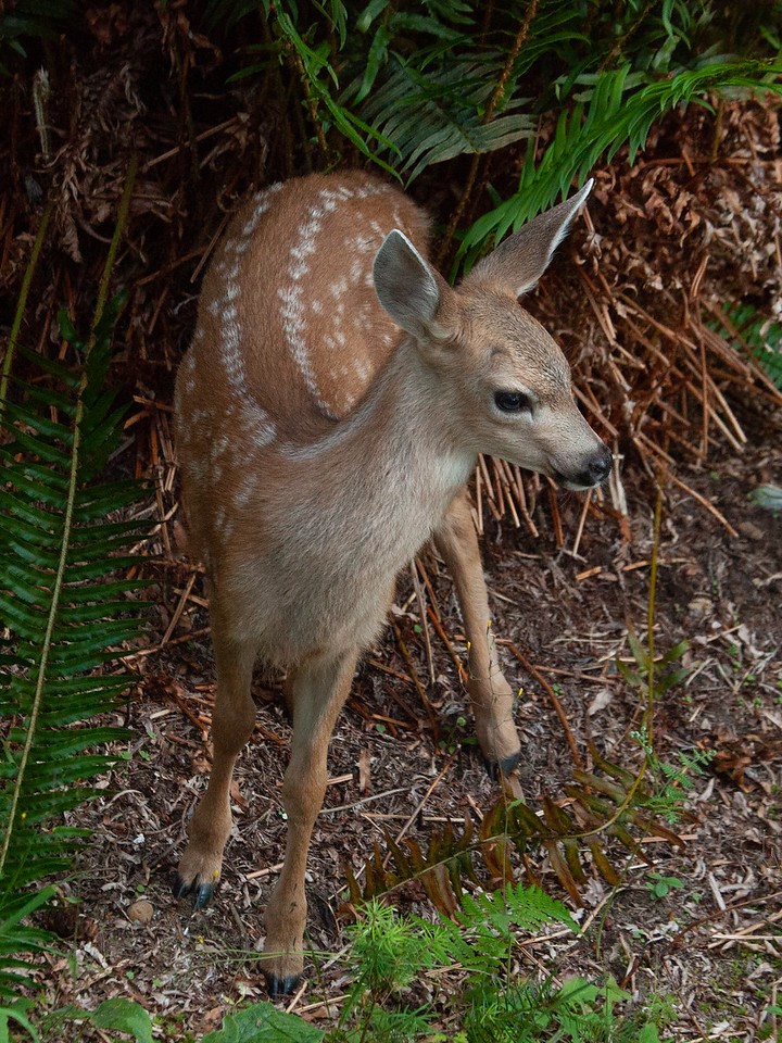 A spotted fawn standing beside ferns