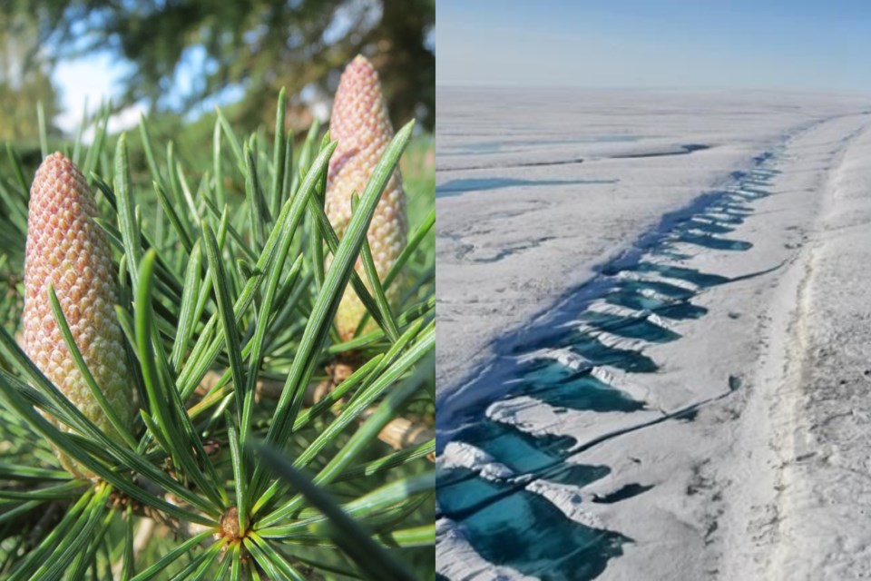 Himalayan cedar (left) PIXABAY; A rift in the Milne Ice Shelf on Ellesmere Island is shown in a 2019