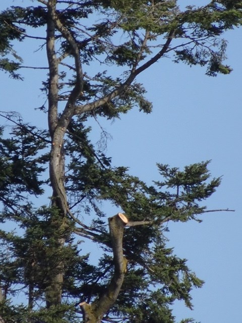 This photo shows where the branches used as a perch by the bald eagles were cut off.
