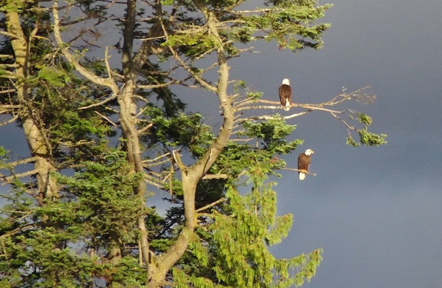 This photo shows two bald eagles using the bare branches of a grand fir at Stearman Beach as a food-hunting vantage point. The branches were cut down without a permit in August 2020.