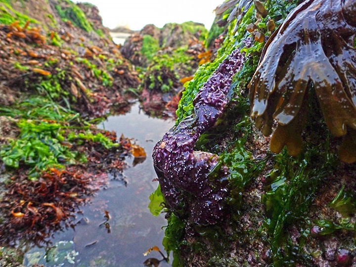 sea stars