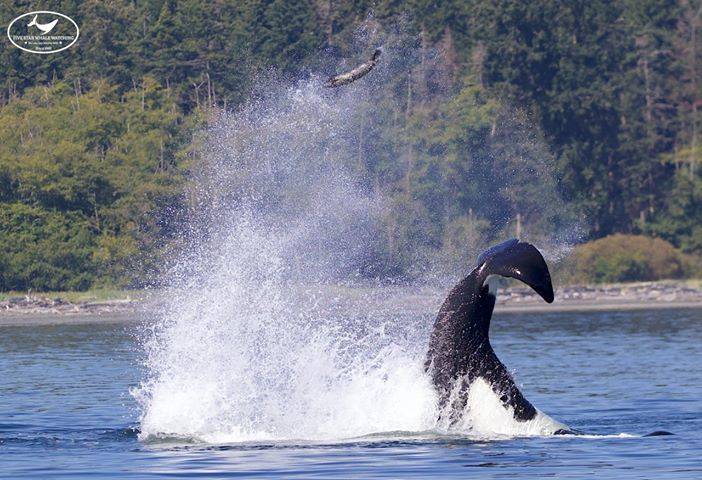 killer whale eating seal