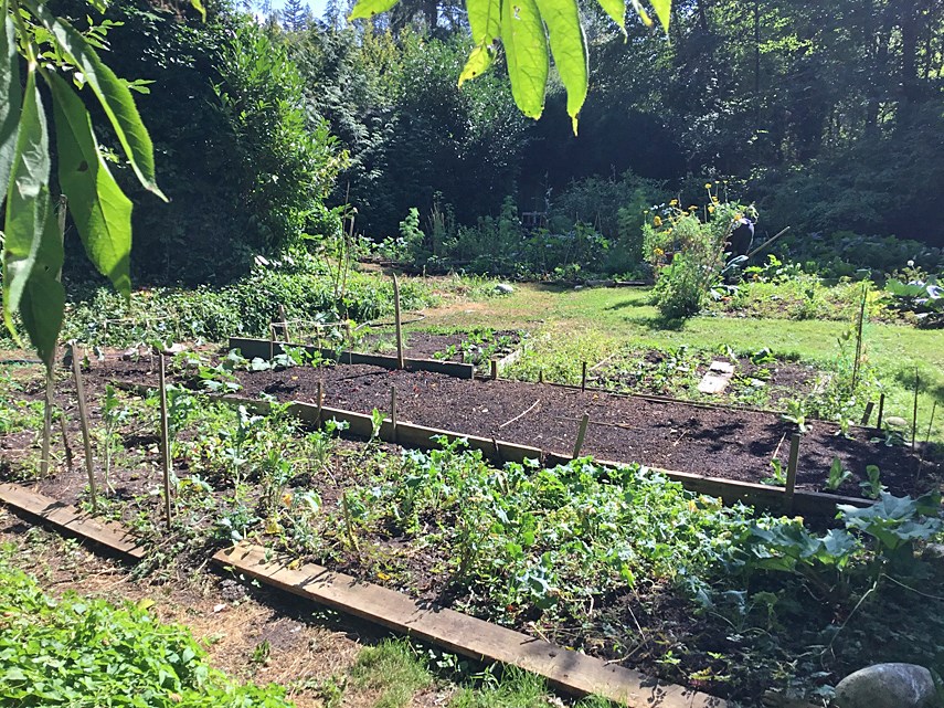 Darrell’s garden provides a haven for community to grow_0
