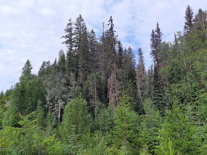 spruce beetle outbreak