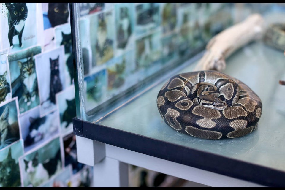 The ball python found under a car on Richardson Street - more than a month after it went missing - is seen at the Victoria Pound on Aug. 13, 2020. The snake has escaped again. ADRIAN LAM, TIMES COLONIST