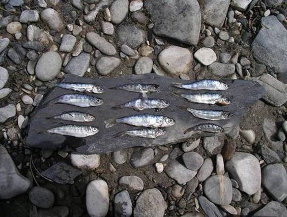 Dead smolts along side the upper Pitt River.