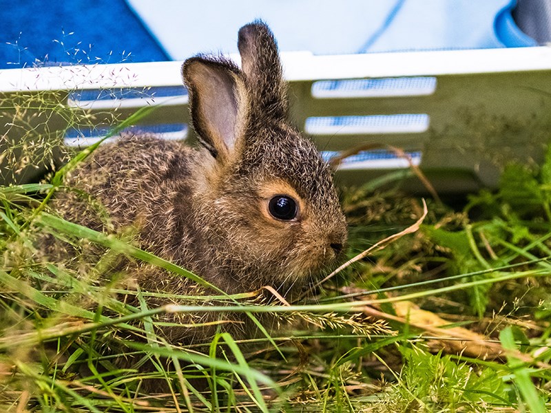 Powell River Orphaned Wildlife Society
