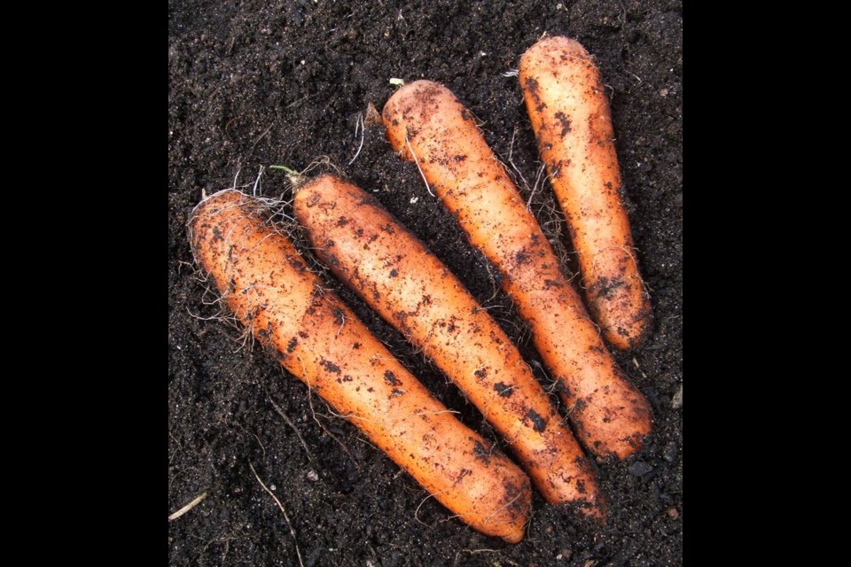 These carrots were dug from the garden in late February. Helen Chesnut photo. Garden column <strong>Saturday, Aug. 22.</strong>