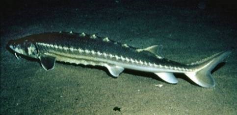 green-sturgeon_1.jpg