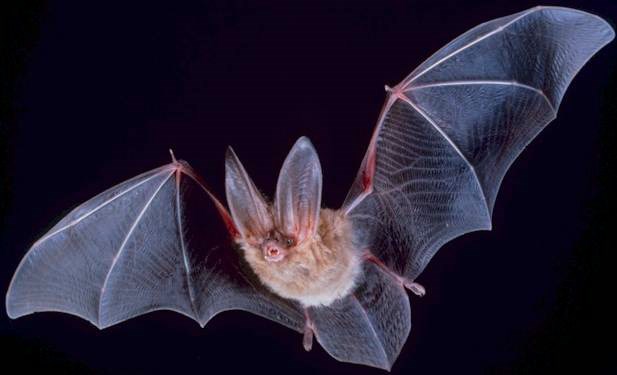 bat 2