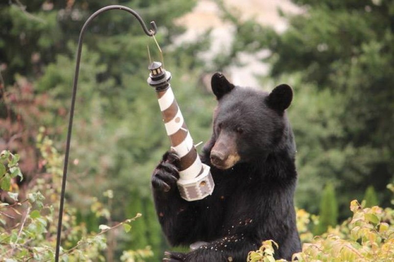 bear feeder