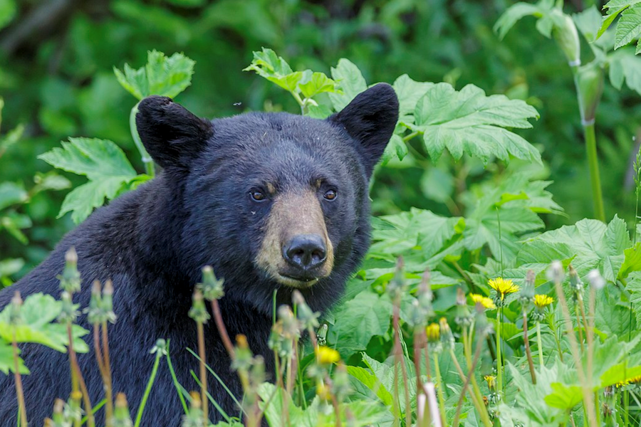 Black bear