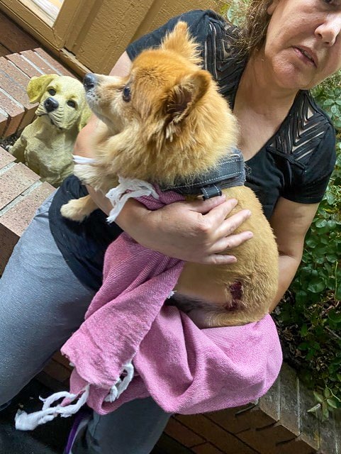 A Coquitlam family is devastated after their 10-year-old Pomeranian dog sustained several bites in a