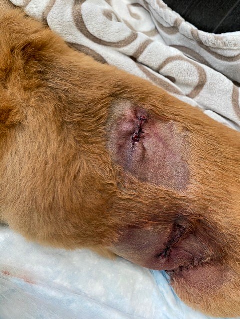 The wounds took several stitches to close, the family said, and Romeo, a 10-year-old Pomeranian, is