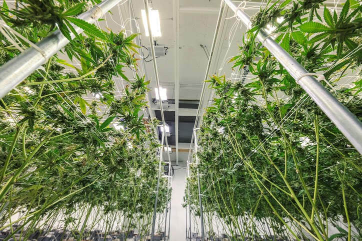 Marijuana plants growing in indoor farm
