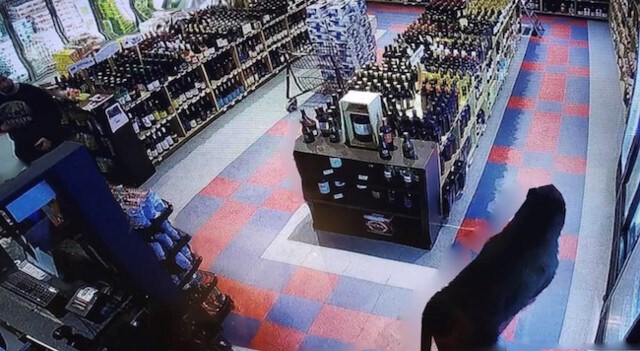 bear walks into liquor store