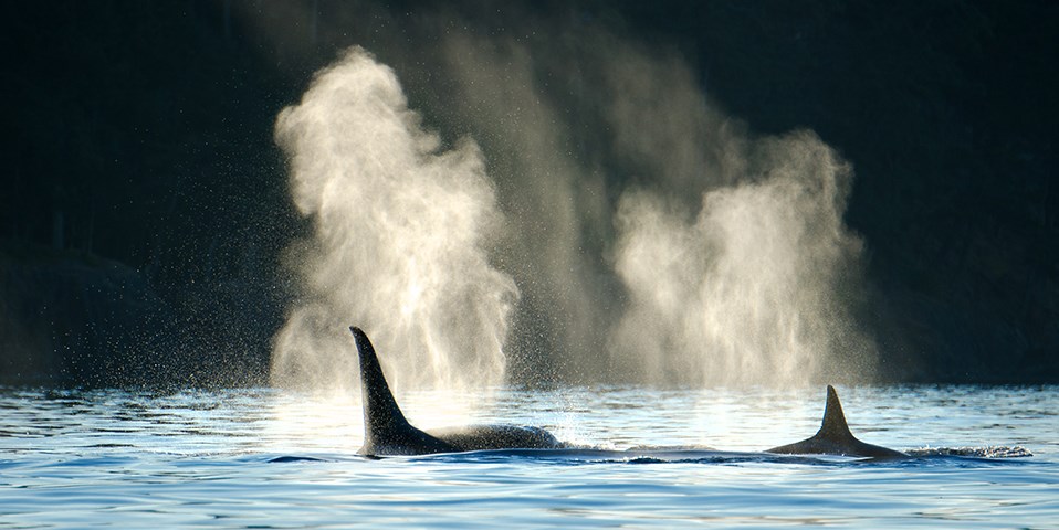 orcas