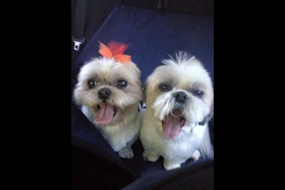 This is Miley (left) and Bob. They are 12-yr-old shih-tzus (brother & sister, same litter) and have been enjoying having their mom and kid home all day, short walks, long naps and sleeping on the grass in the sun. Miley enjoys a good game of squeaky toy fetch and tug, while Bob prefers to move to the couch for his favorite TV show in the afternoons - Judge Judy.