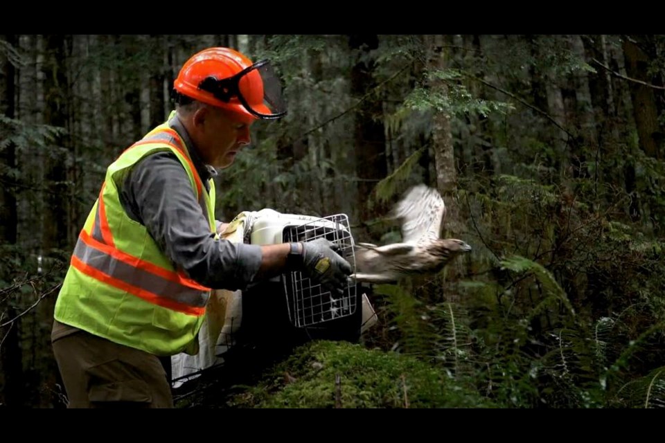 A northern goshawk is released is released on Aug. 20, about two months after it was discovered on Mosaic Forest Management Corp.’s private lands near Mount Washington.  MOSAIC FOREST MANAGEMENT