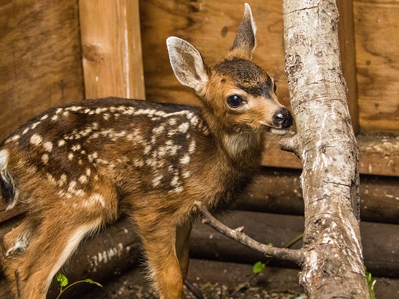 Powell River Orphaned Wildlife Society