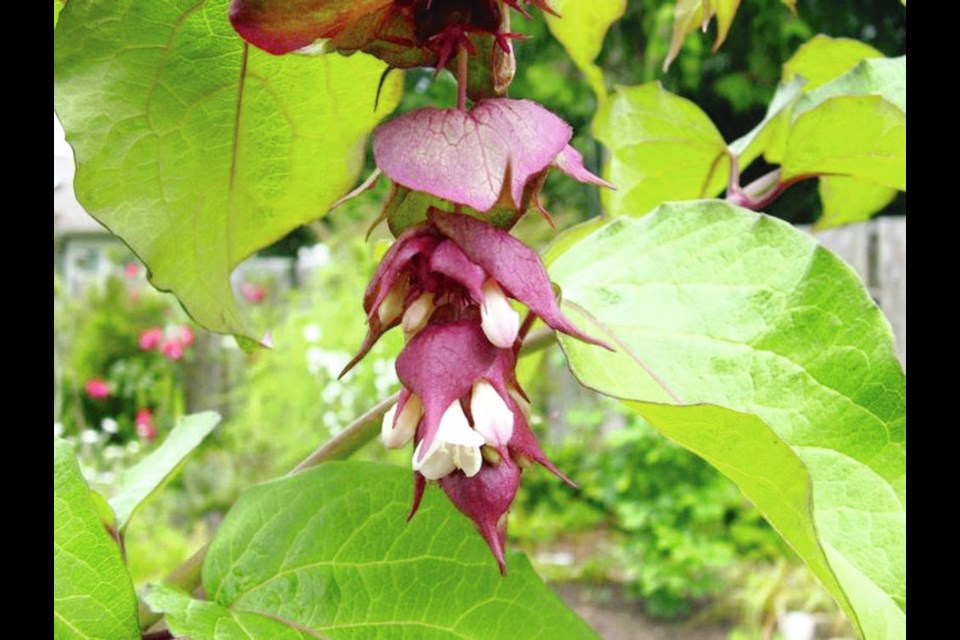 Leycesteria formosa (Himalayan honeysuckle) is a deciduous shrub with bamboo-like stems and hanging spikes of claret and cream flowers that are followed by red-purple berries, for which the plant is also called pheasant berry. Helen Chesnut photo. Garden column Saturday, Aug. 29.