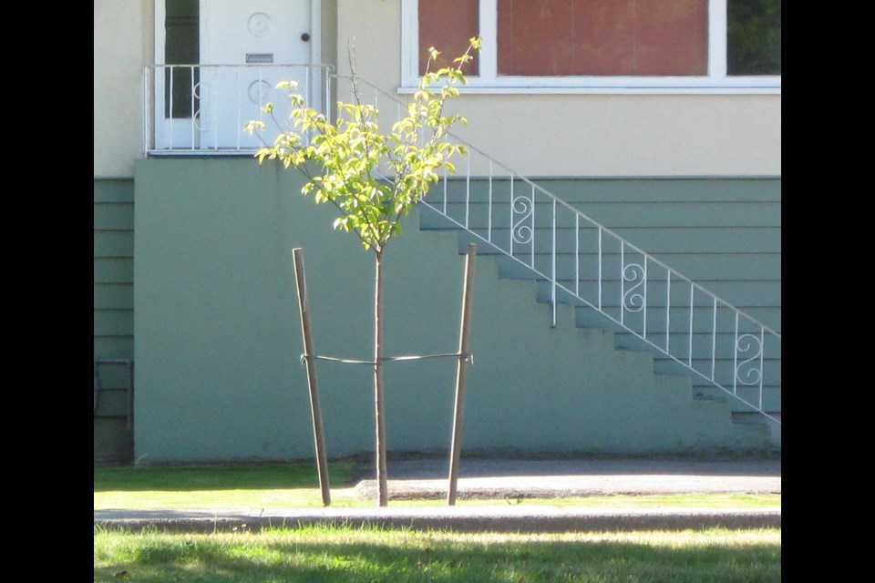 A house built in 1956 with a newly-planted tree instead of the ‘For Sale’ sign usually seen in the front yard of older houses. Photo: S. Eiche