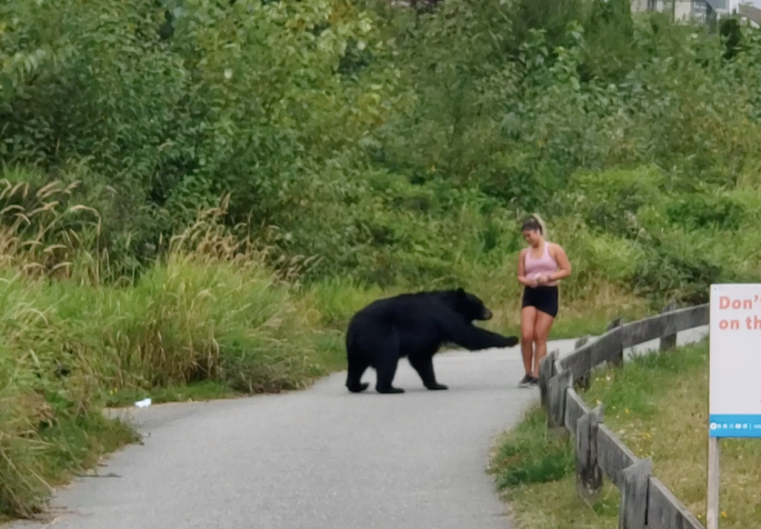 BC Conservation Officer Service has set up a trap and posted signs to keep people away from the upper Coquitlam Crunch after a woman was swatted by a bear. The man who took the video wants people to lock up their garbage and is worried the bruin will be killed if it's caught.