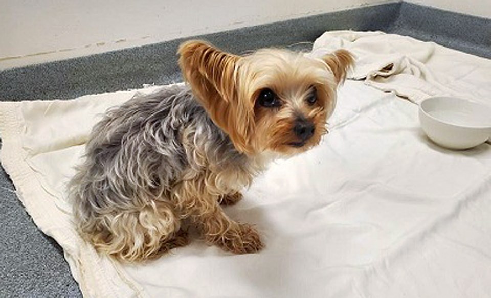 Lucy the Yorkshire Terrier