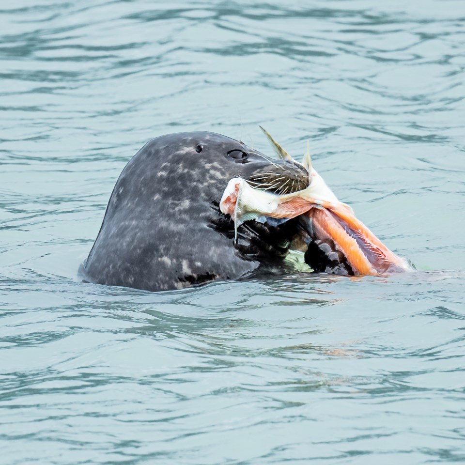 pinnipeds