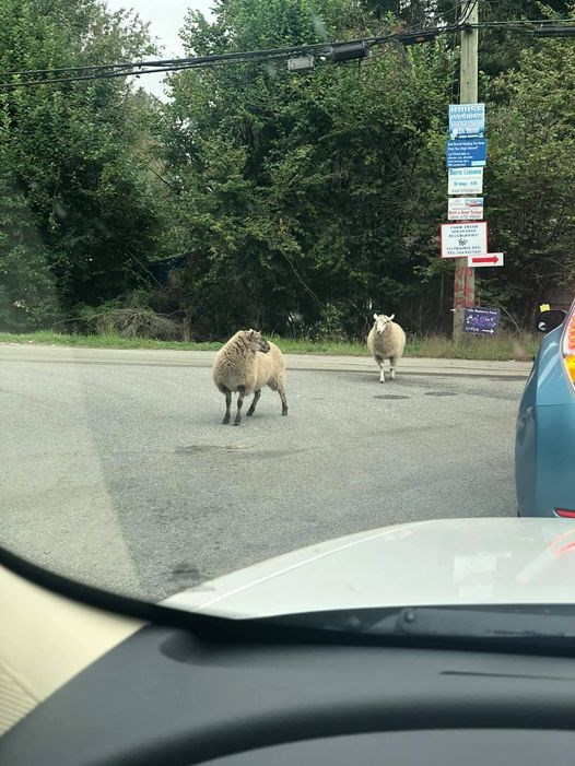 Rowen Brand posted this photo of escaped sheep on the Port Coquitlam Community Facebook