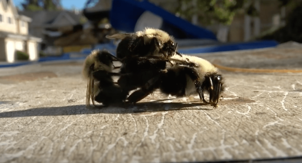 bee threesome