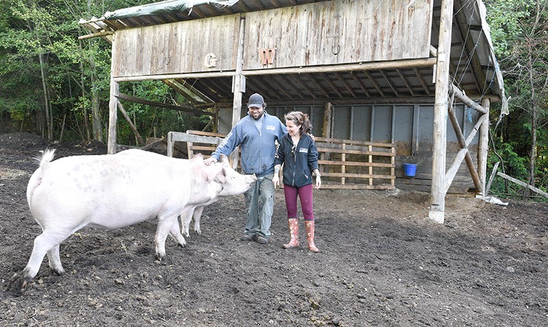 Mike (left) and Yvonne Lewis with their pigs Petunia and Whitney.