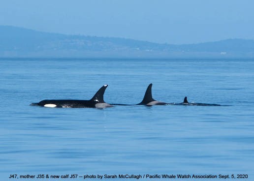 A new baby in orca J pod: J47, left, his mother J35 (Tahlequah), and J35s new calif, J57. Two years ago, Tahlequah carried her dead calf for 17 days around the Salish Sea SARAH McCULLAGH, PACIFIC WHALE WATCH ASSOCIATION. Sept. 5, 2020