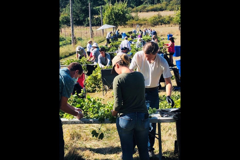 Volunteers pick hops at this years one-day harvest on Pender Island. TIMES COLONIST