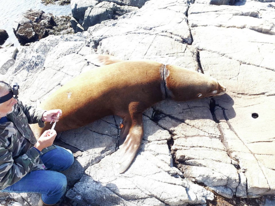 TC_23301_web_sea-lion.jpg